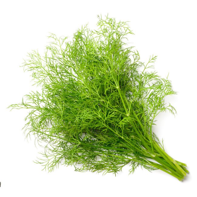 DILL (HYDRO)