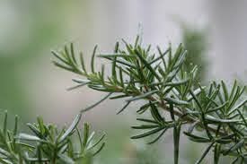 ROSEMARY (HYDROPONICS)