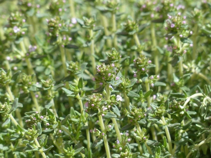 FINE THYME (HYDROPONICS)