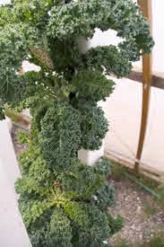 KALE (HYDROPONICS)