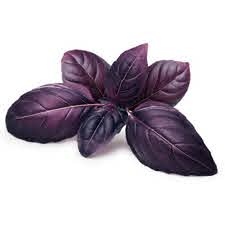 PURPLE BASIL (HYDROPONICS)