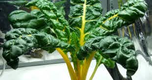 SWISS CHARD (HYDRO)